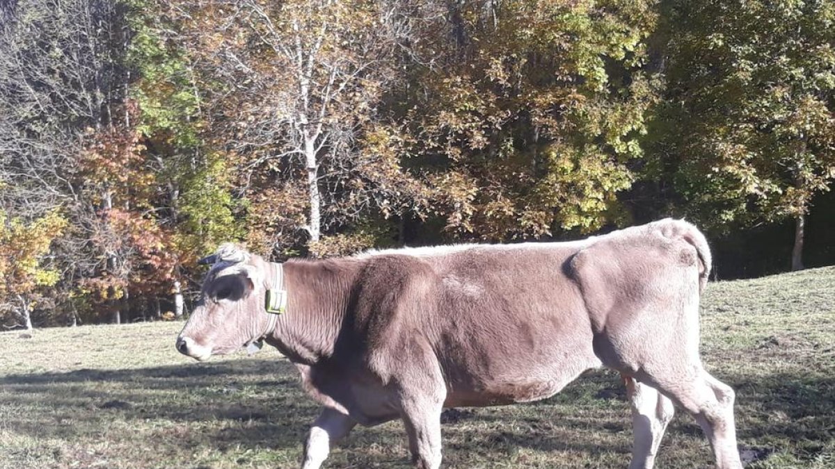 Imagen de una vaca con uno de los collares de la prueba piloto.