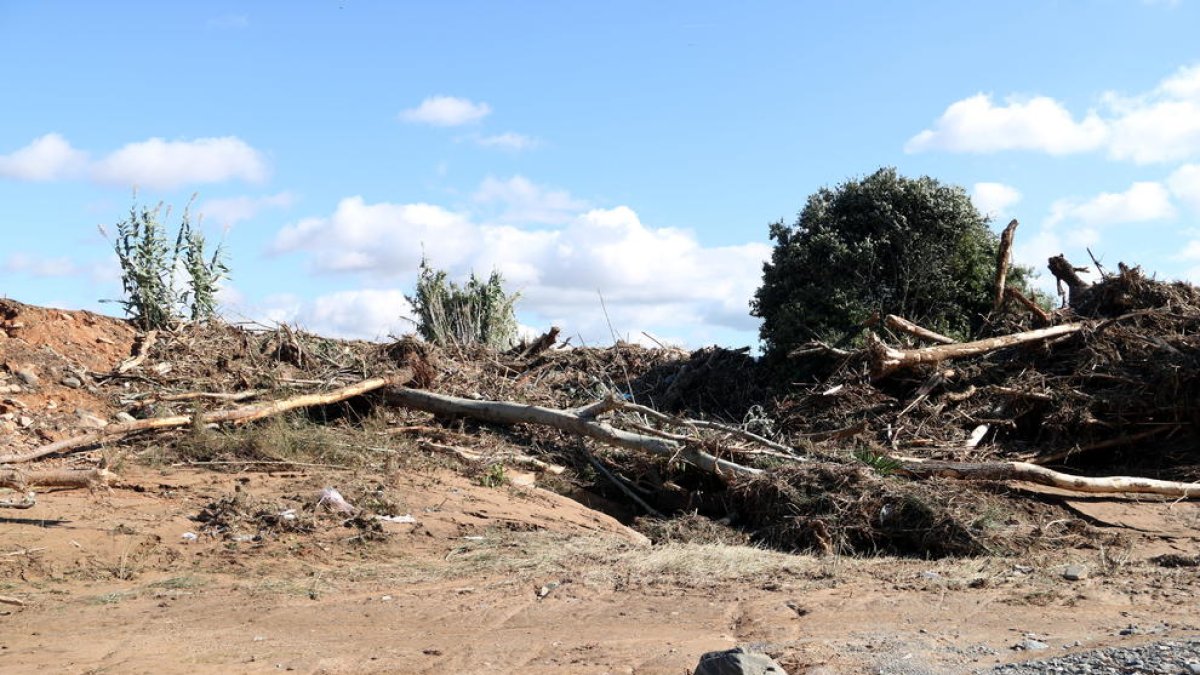 Árboles arrastrados por la fuerza del agua en el margen del río Francolí.