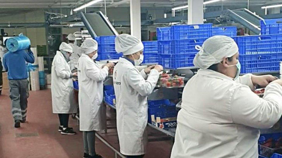 Los problemas de falta de mano de obra ya se dejan sentir en el sector frutícola del sur de España.