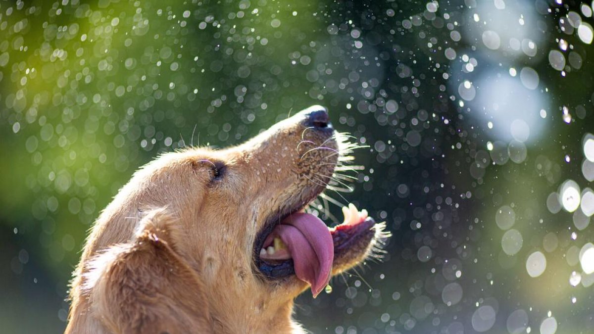 Com evitar un cop de calor en els animals de companyia