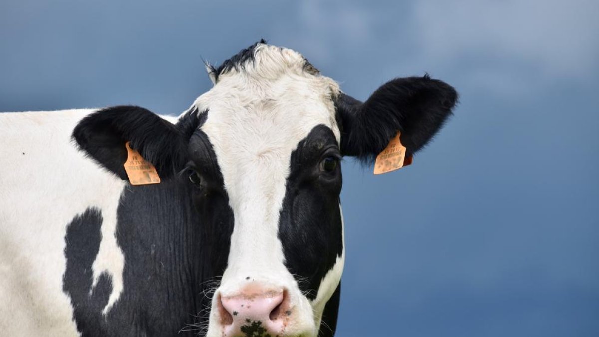 El goteo de cierre de granjas se mantiene en los últimos años.