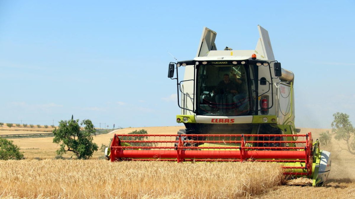 Màquina recol·lectora en un camp del terme municipal d’Alfés.