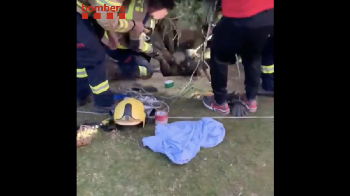 Rescaten una gossa a Alpicat