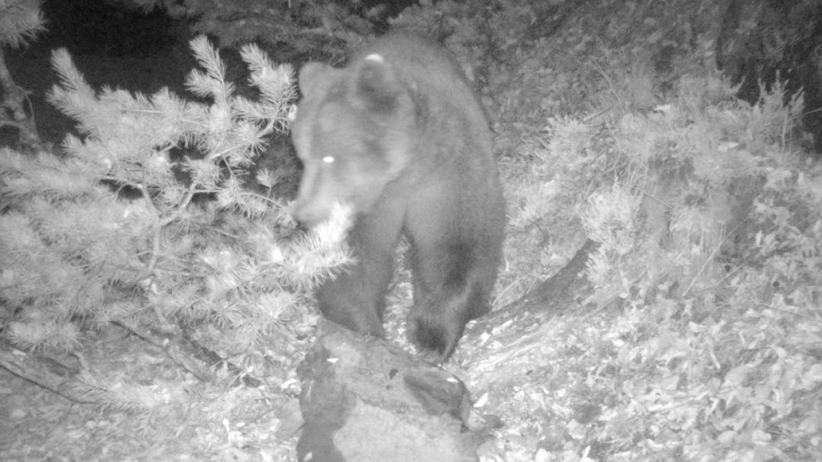 Imatge de l’ós Cachou al menjar la carronya amb repel·lent.