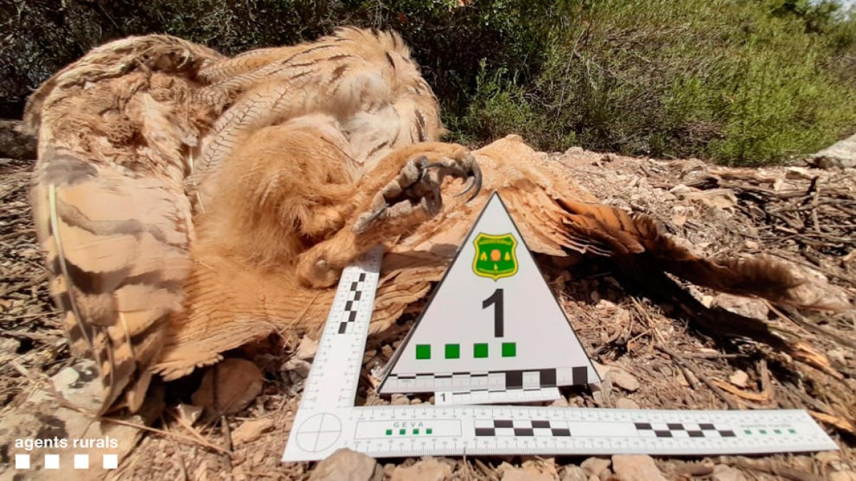 Imatge de l’exemplar de mussol reial abatut a Verdú.