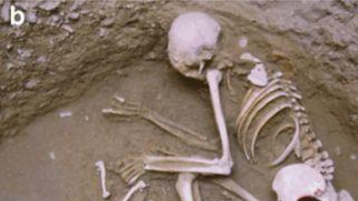 Els humans de l'Edat de Bronze ja preparaven pinso per a gossos i guineus