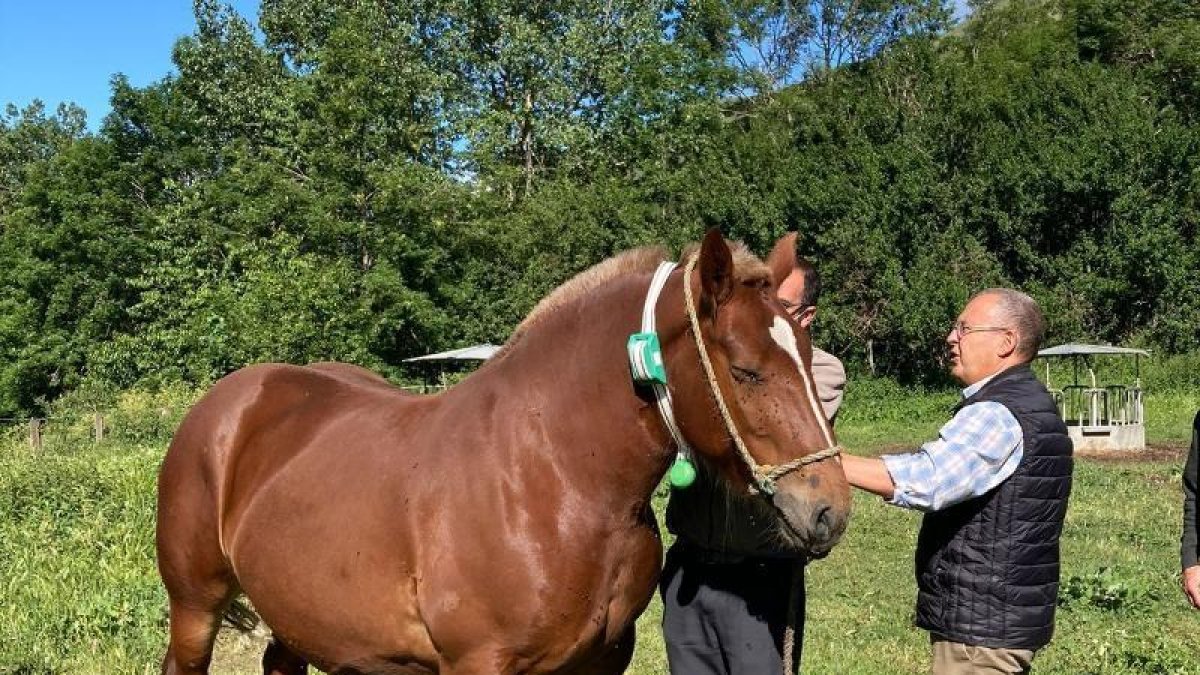 Uno de los caballos con el collar GPS esta semana.