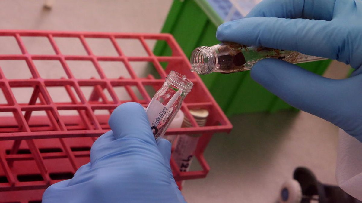 Nuevo avance en la inmunoterapia contra el cáncer