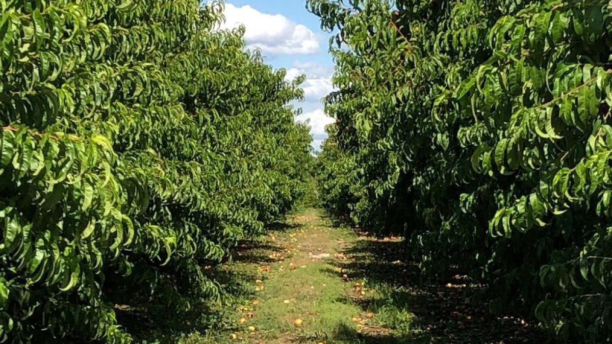 Un camp de fruiters danyats per l'última pedregada al Baix Segrià.