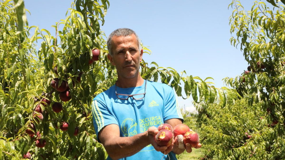 Un agricultor de Alcarràs muestra fruta destrozada por la última gran tormenta de pedrisco.