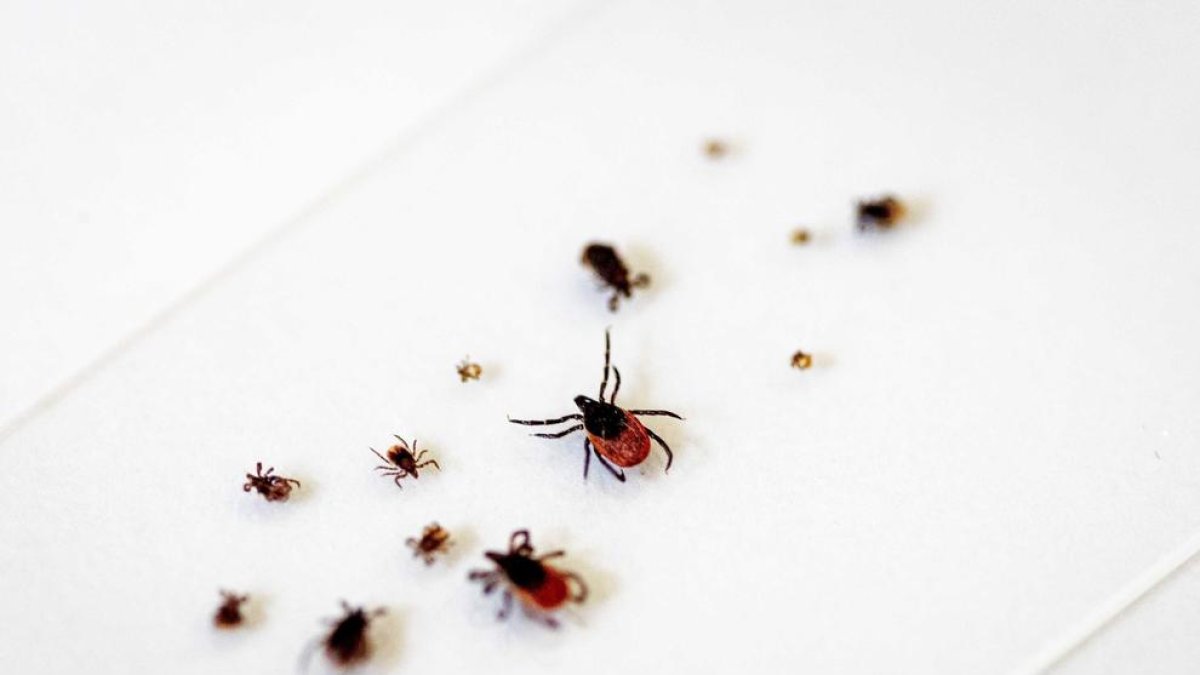 Varias garrapatas son estudiadas en un laboratorio.
