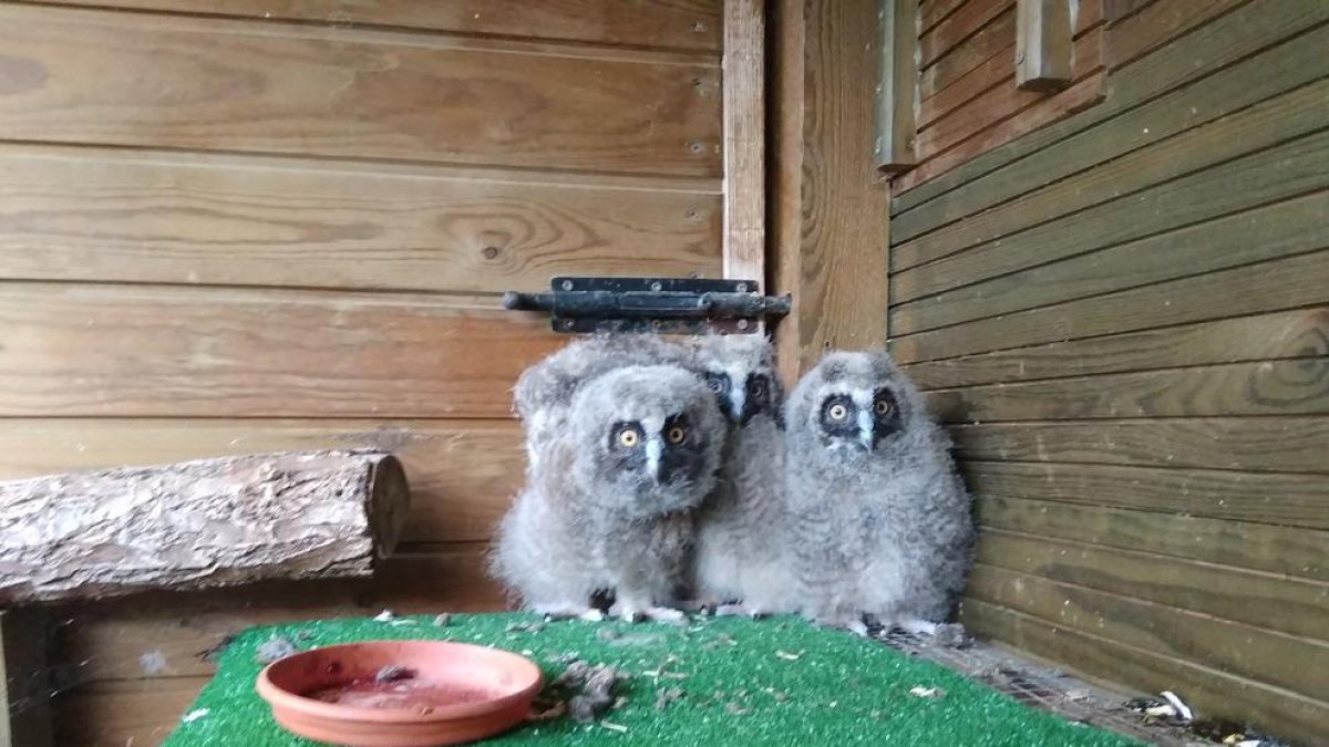 El Centre de Fauna Vallcalent atén una quarantena de polls orfes