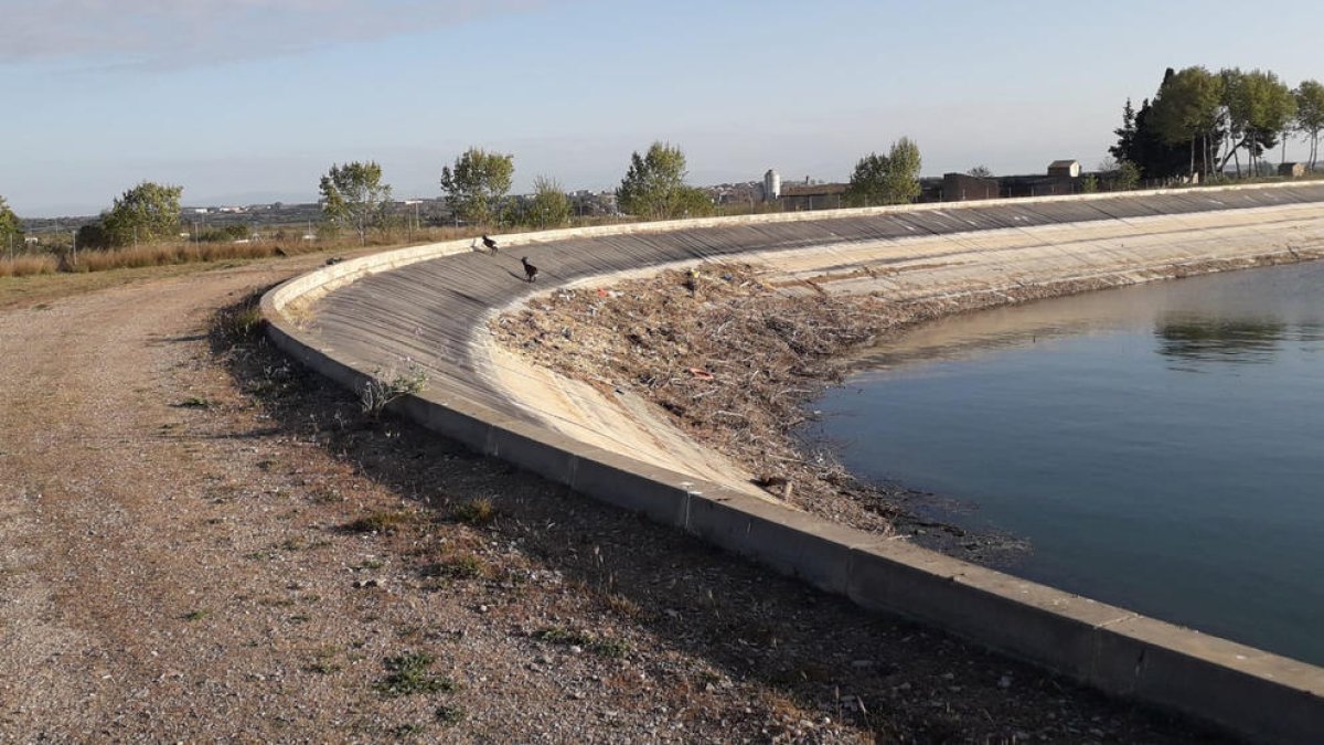 El canal d'Urgell ampliarà els sistemes de protecció per evitar que s'hi ofeguin animals salvatges