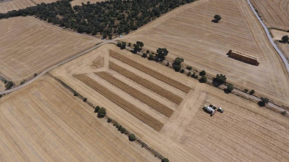 Una estelada de rostolls de 112 metres