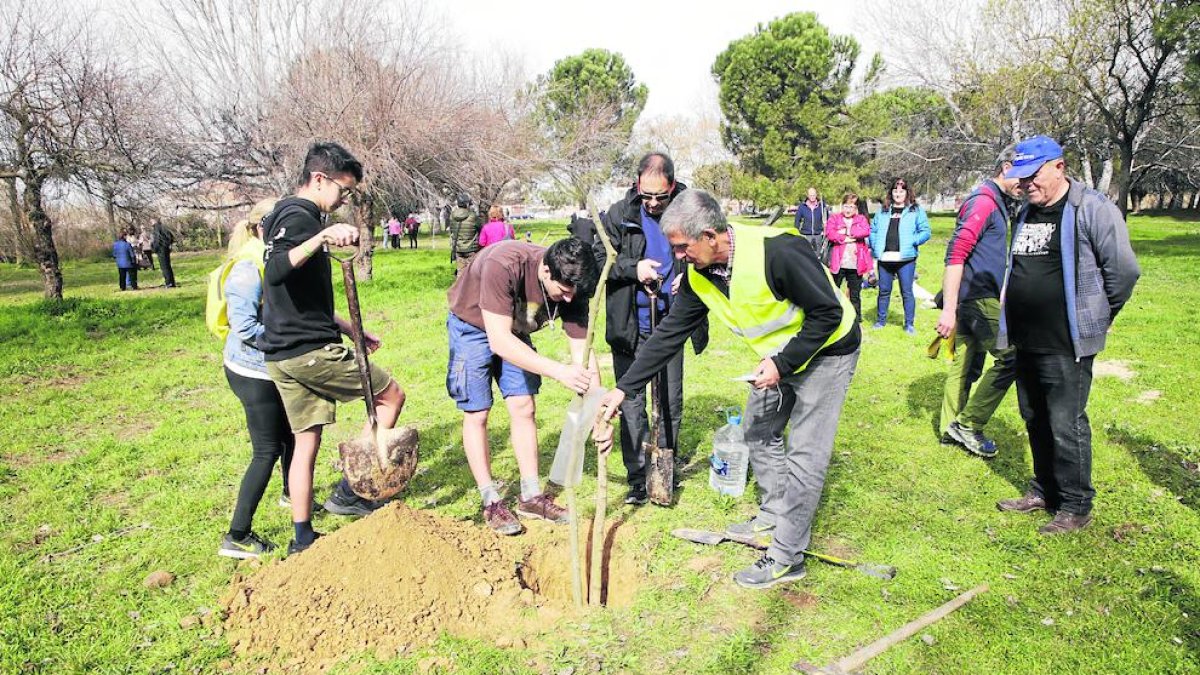 Vecinos hicieron una plantada de árboles en el ‘bosquet’ del Palauet en marzo.