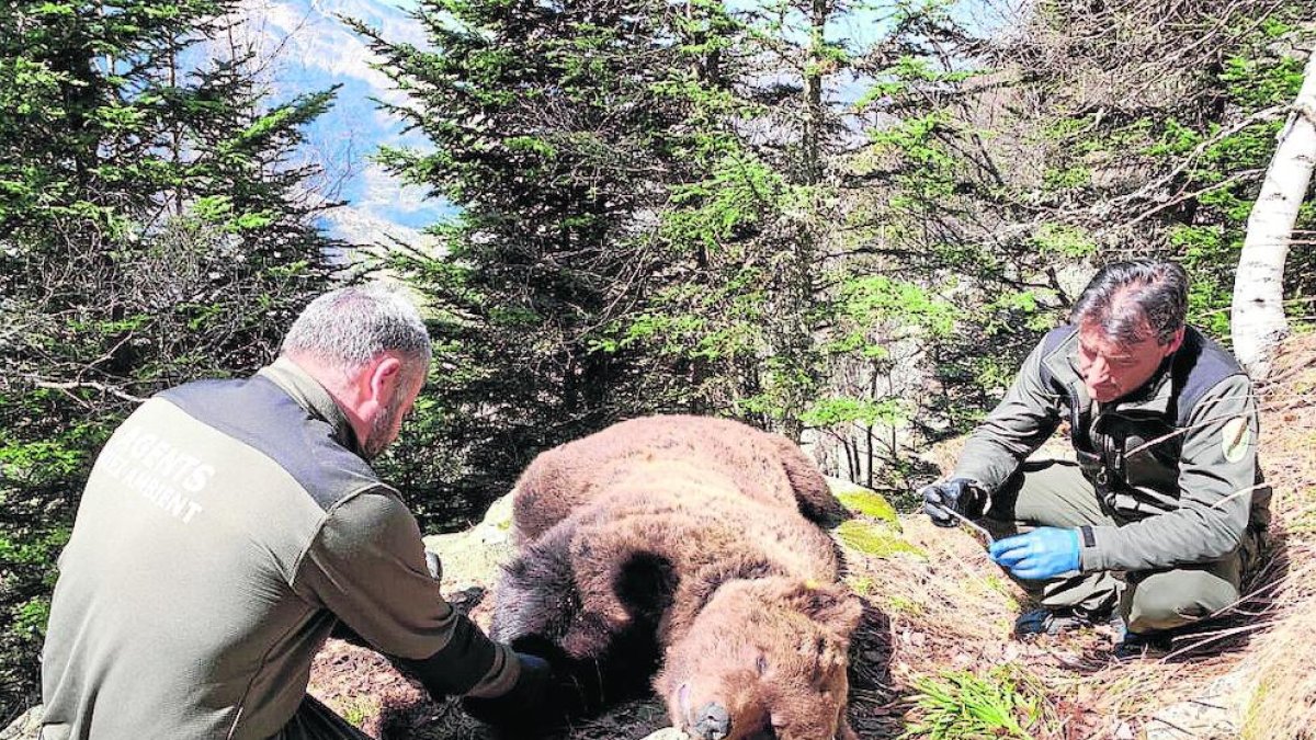 Cachou fue hallado muerte en Les el 9 de abril del año pasado.