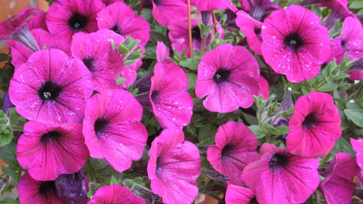 Instalaciones de la empresa leridana de cultivo y comercialización de plantas Horticultura Bellmunt.