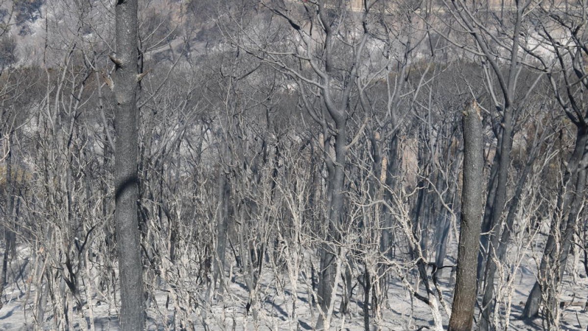 Els Bombers donen per estabilitzat l'incendi forestal de Capellades