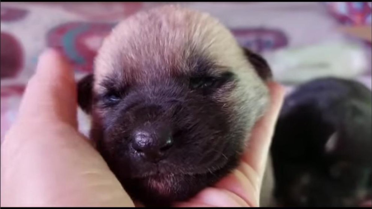 Uno de los cachorros.