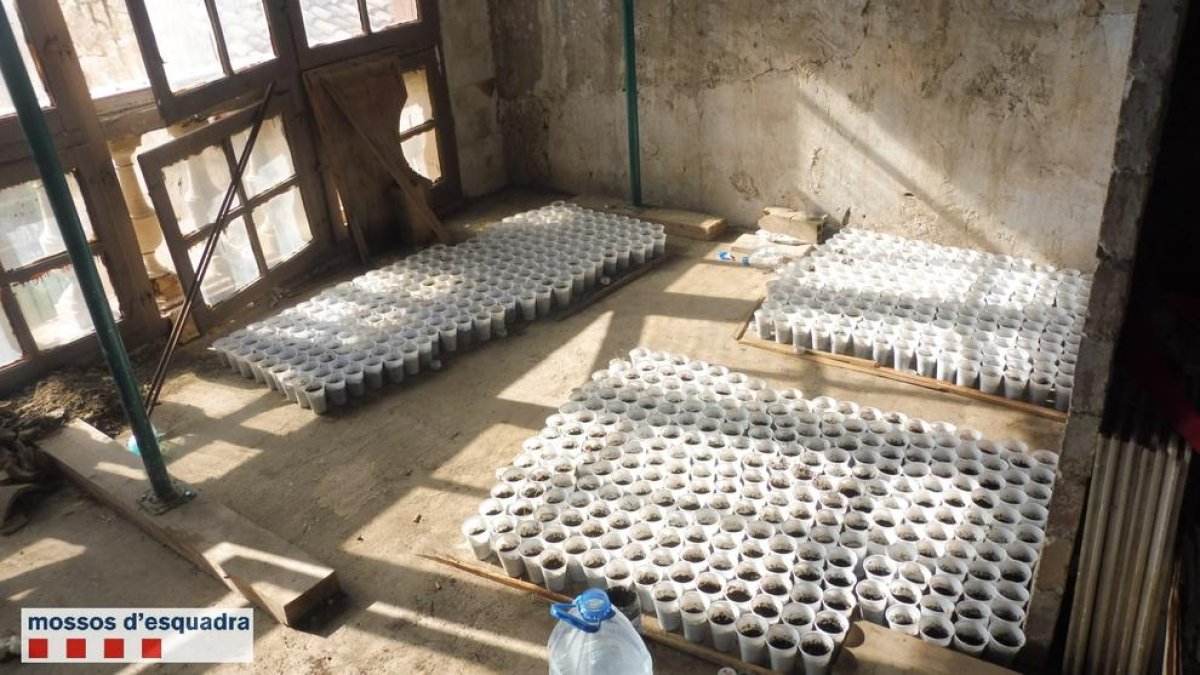 Los Mossos detienen a dos personas acusadas de cultivar marihuana en dos viviendas de la Noguera