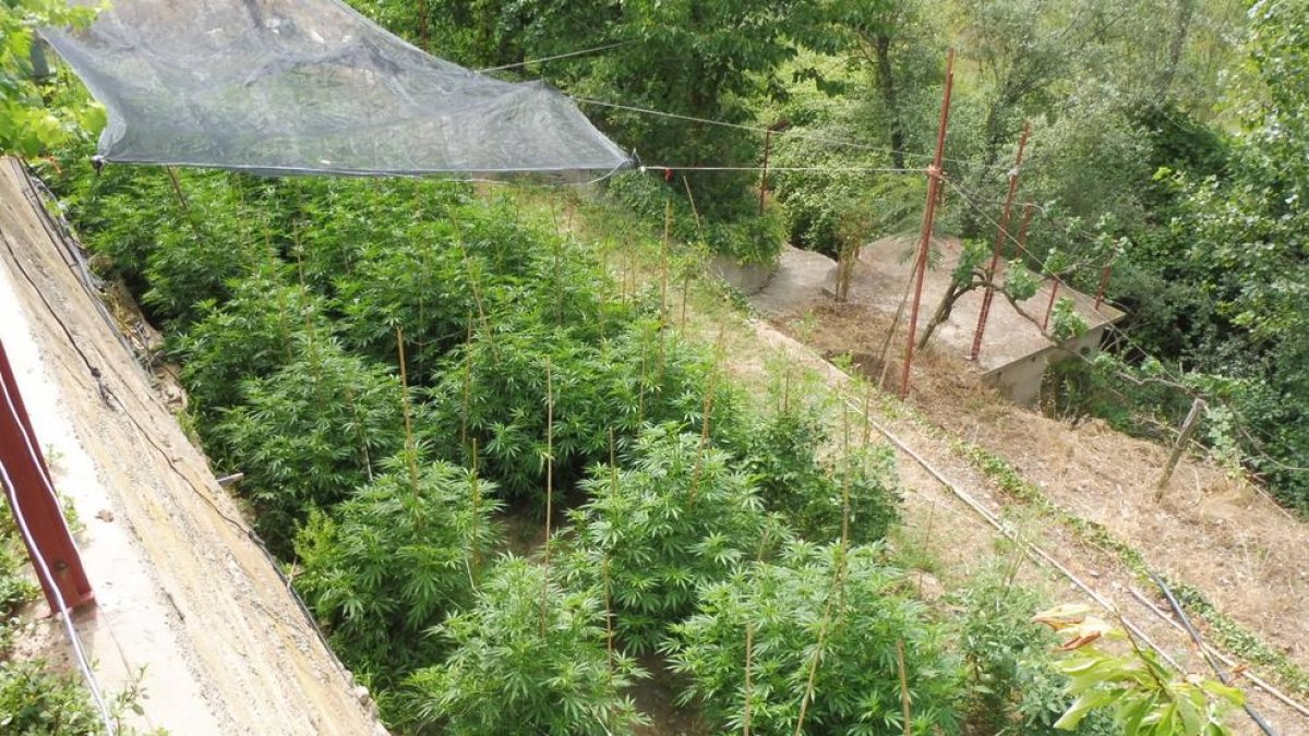 Los Mossos detienen a dos personas acusadas de cultivar marihuana en dos viviendas de la Noguera