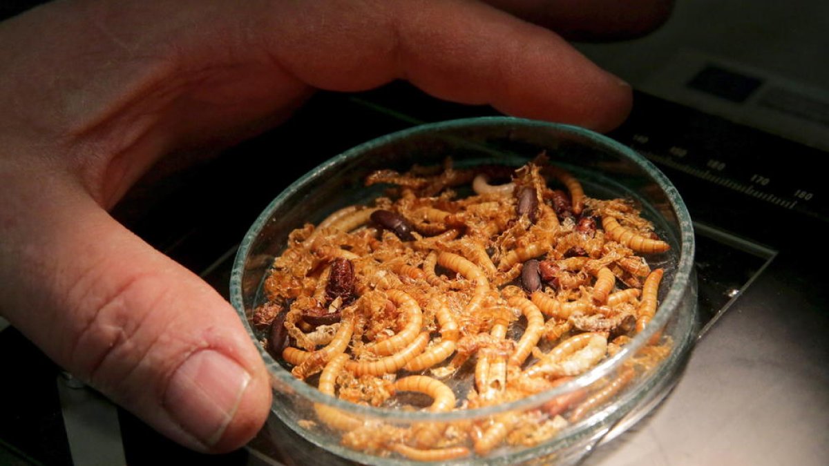 Aquest insecte ja es podrà comercialitzar a la UE.