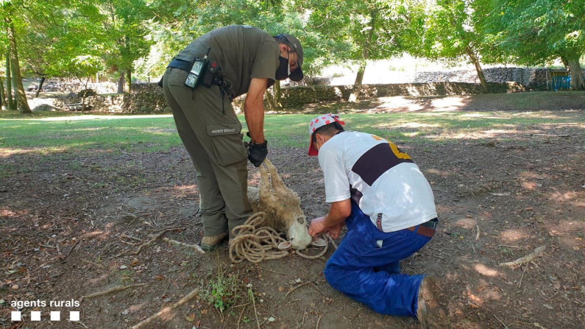 Los Agentes Rurales pudieron capturar al animal.