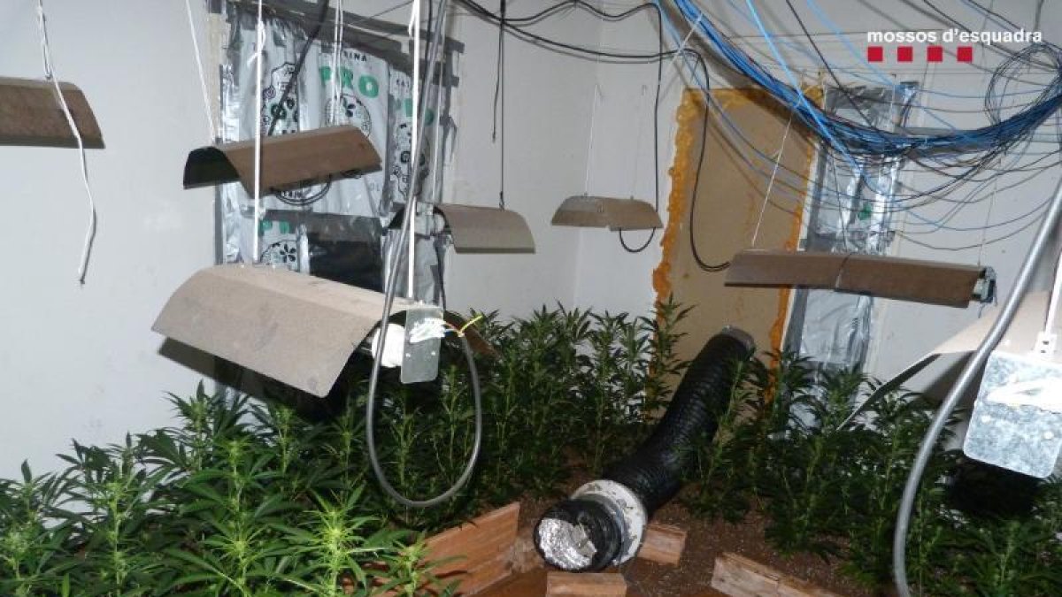 Desmantellen una plantació de marihuana en un domicili de Mollerussa
