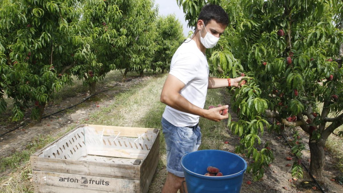Jordi Vidal, ahir recollint alguns dels primers paraguaians de la seua finca a Aitona.