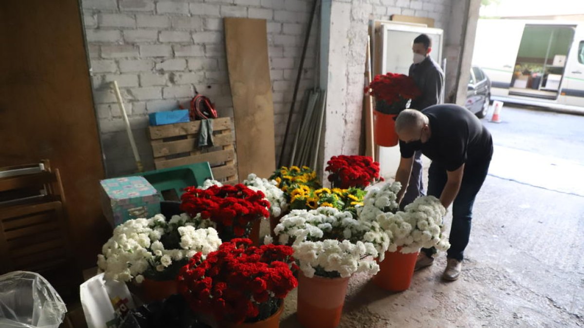 El Patronato del Corpus de Lleida, preparando ayer las flores con las que decorarán el Eix.