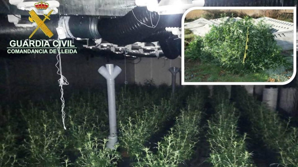 La Guàrdia Civil va descobrir el divendres de la setmana passada una plantació en una granja d’Almenar.