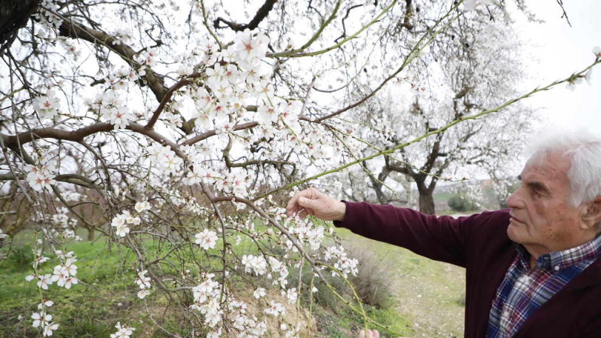 Francesc Xavier Miarnau analiza la situación de estos almendros en Aitona.