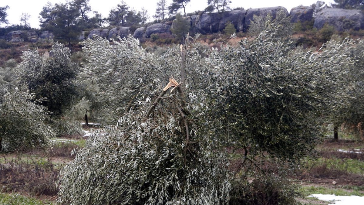 Un olivo partido en un campo de Vinaixa tras el temporal.