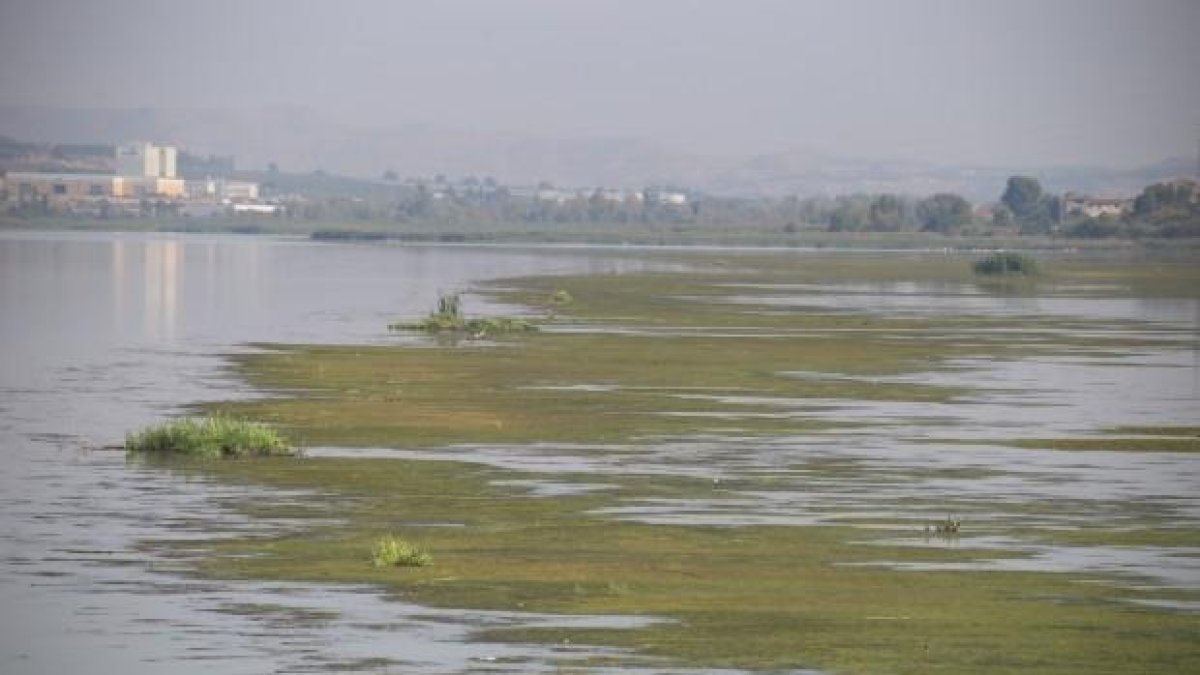 Vegetación en la desembocadura del Segre en Mequinensa.