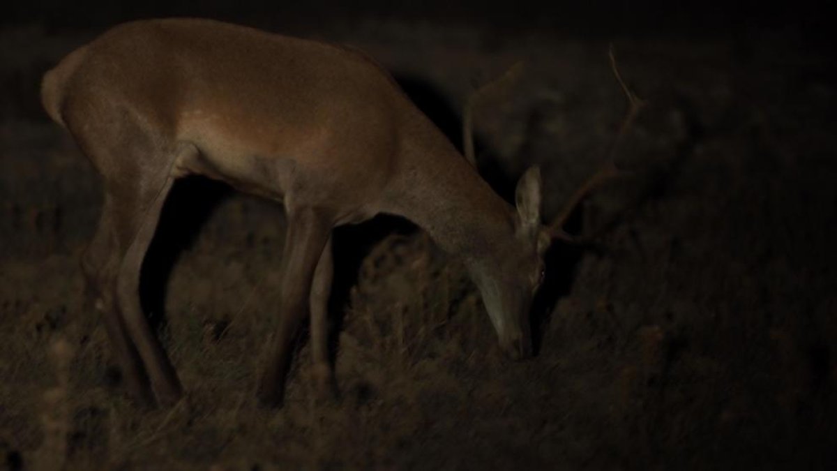 Imagen nocturna de un un ciervo en los montes de Fraga.
