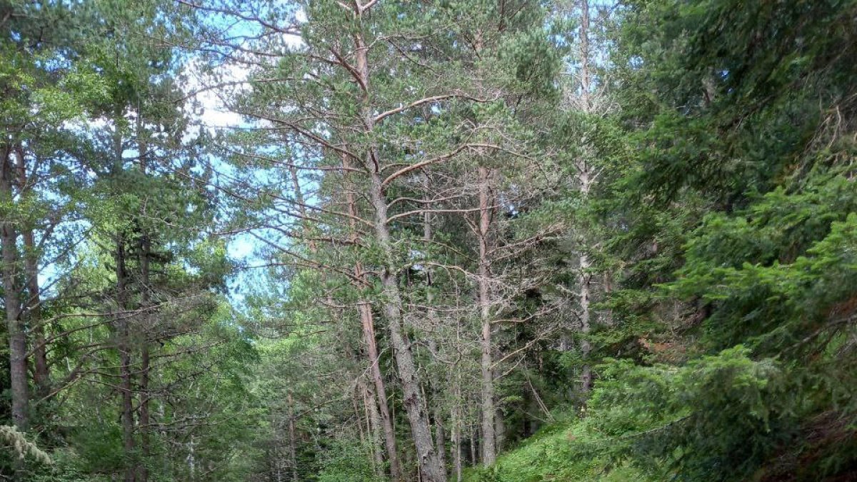 Efectivos de los GRAE en un rescate, en una imagen de archivo.