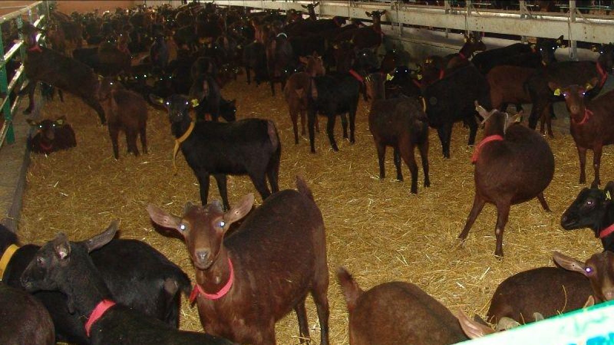 La investigación ha durado tres años en varios rebaños de cabras.