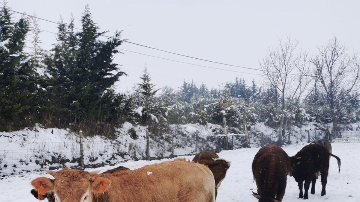 Caballos en Sort después de que los responsables de la hípica les llevaran comida para alimentarse.
