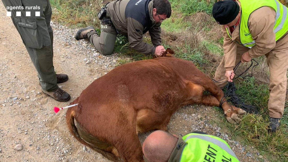 Uno de los terneros abatidos con un dardo antes ser trasladado a la granja de Algerri.