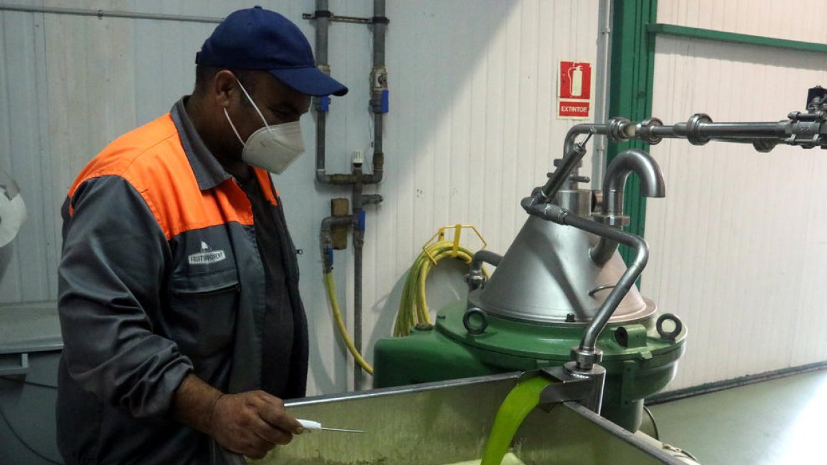 Producción del primer aceite de esta campaña en una cooperativa leridana.