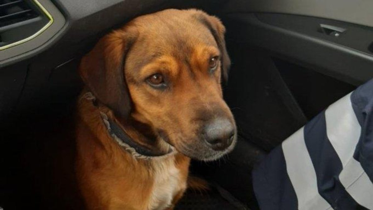 Efectivos de los Bomberos trabajaron ayer en la retirada de una rama caída en la C-13 en Castell de Mur.