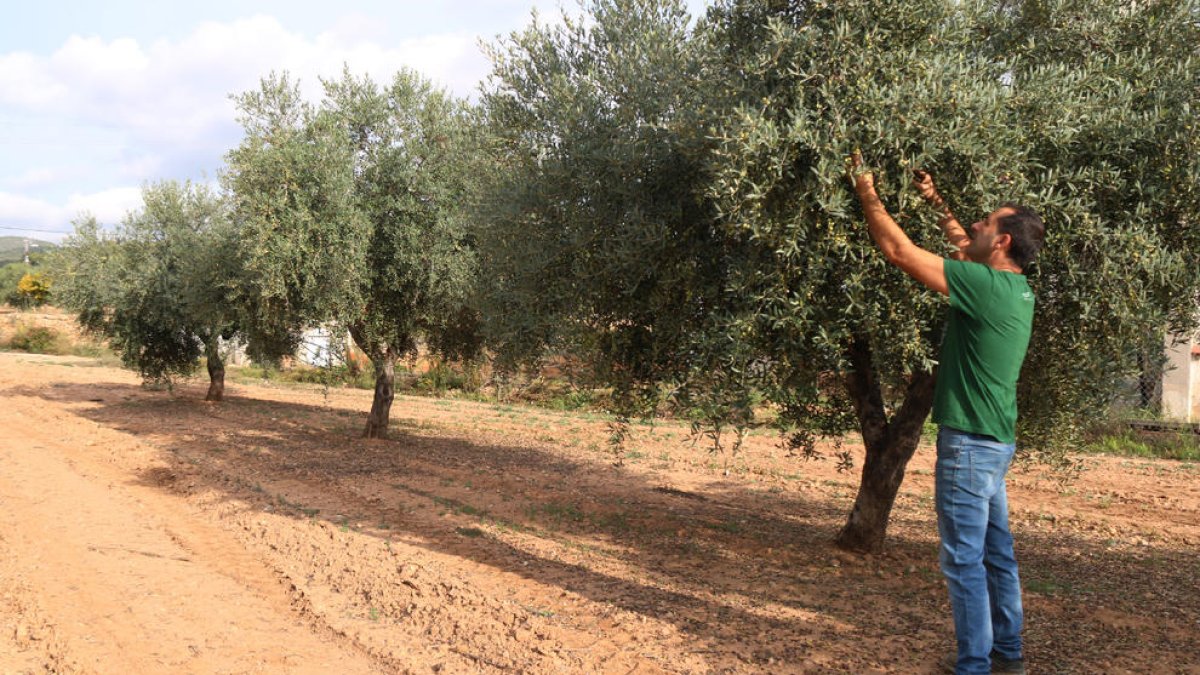 Un productor observa la calidad de las aceitunas en un campo de olivos.