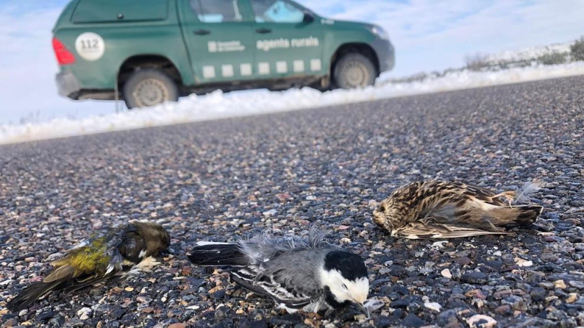 Más mortalidad en las carreteras - Los Agentes Rurales alertan del aumento de mortalidad de pequeños pájaros que, para intentar conseguir alimento, se posan en las carreteras ya que están limpias de nieve debido al paso constante de vehículo ...
