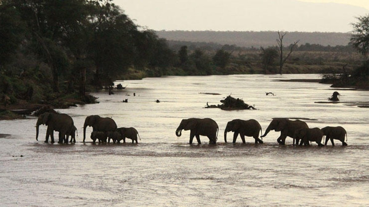 En la reserva de Selous (Tanzania) los elefantes han pasado de 70.000 a 13.000 en diez años.
