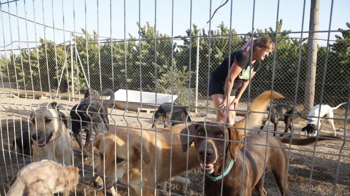 La Covid-19 britànica afecta a gossos i gats