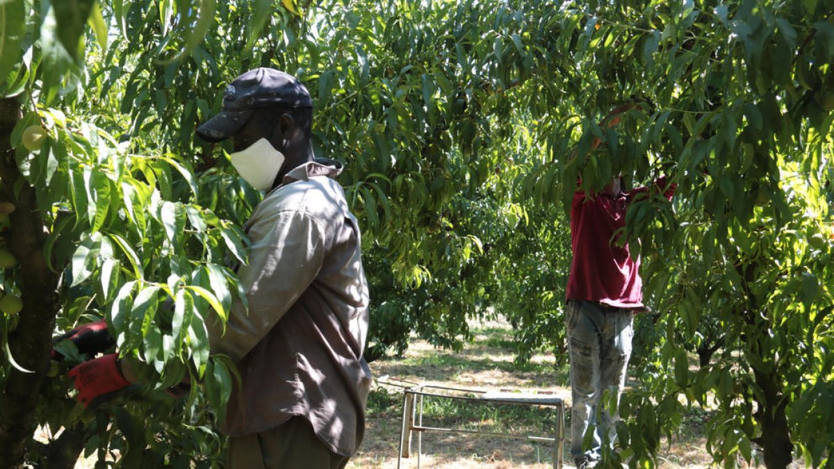 Imagen de temporeros el pasado verano en una finca frutícola del Segrià.