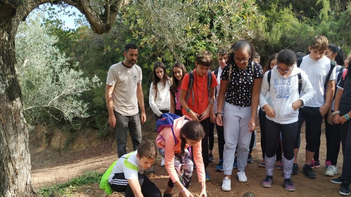 La tortuga mediterránea es una especie en peligro de extinción que se ha adaptado a este ámbito.