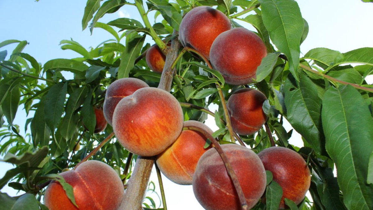 Rússia ha destruït gairebé dos tones de préssecs espanyols.