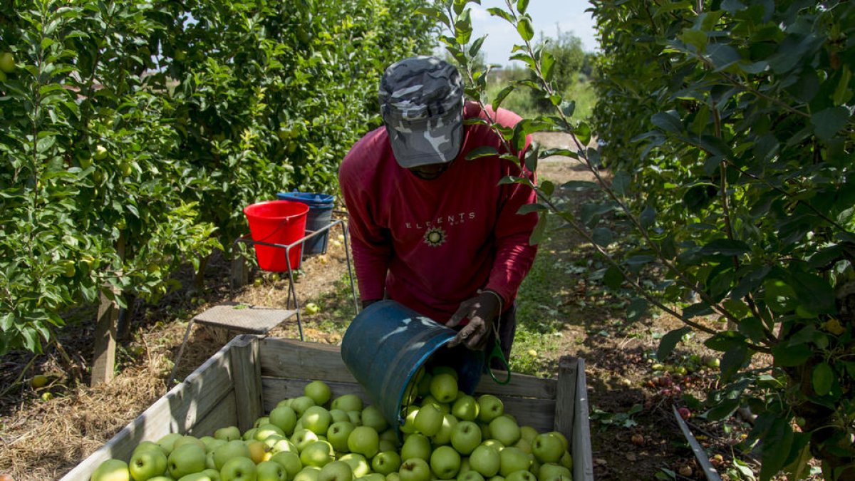 Inici de la campanya de recol·lecció de poma golden aquest estiu.