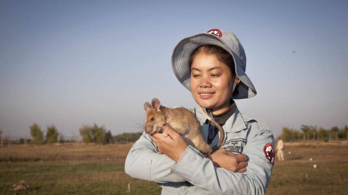 Esta es Magawa, la rata 